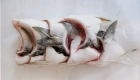Hamachi kama